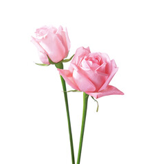 Two light pink Roses isolated on white background.