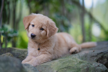 Many Golden Puppies were sleeping cheerfully on the ground.