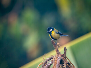Great tit on a branch