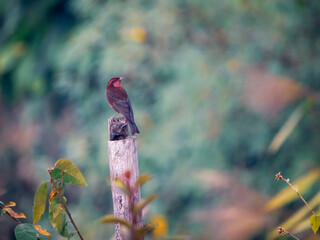 A rose finch on a pole