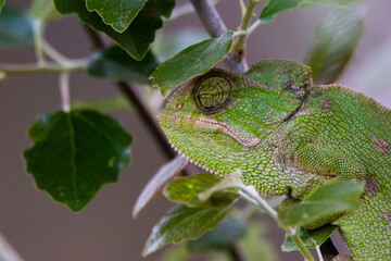 Camaleón común (Chamaeleo chamaeleon) escondido con fondo verde primaveral