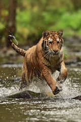Fototapeta na wymiar Tiger in the water 