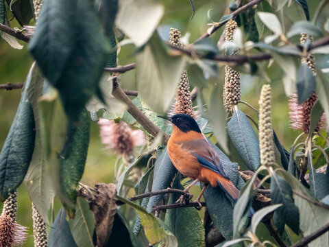 Rufous Sibia bird in nature in India