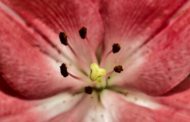 Makro Blüte mit Blütenstand der rosa Lilie  © dietwalther