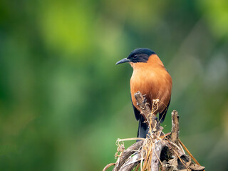 Rufous Sibia bird in nature in India