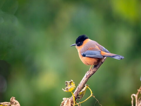 Rufous Sibia bird in nature in India