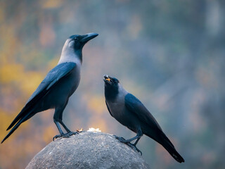 Two common crow on top of a wall
