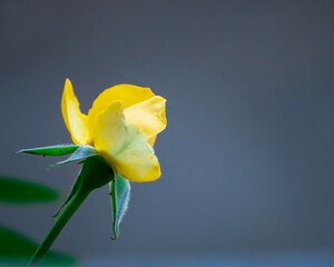yellow rose on blue background