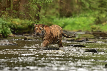 Tiger in the water 