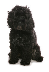 Cockerpoo