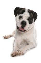Old english bulldog
