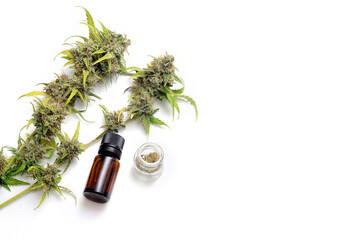 Marijuana plant on white background. Cannabis plant with blossom buds and medical oil. Drying and Curing Cannabis.