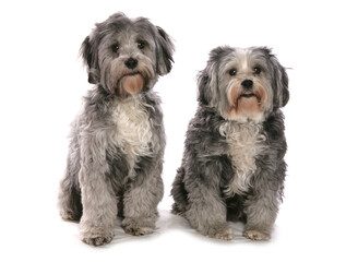 Tibetan Terriers