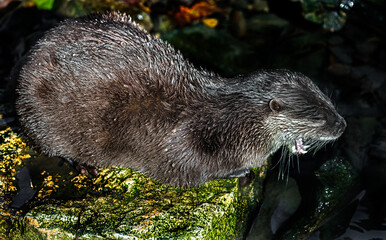 Dwarf otter on the stone. Latin name - Lontra chinesa