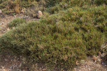 Blue broom, Erinacea anthyllis. It is a species in the legume family native to stony mountainous places in the Mediterranean Region. Photo taken in Font Roja Natural Park, province of Alicante, Spain