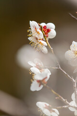 梅の花