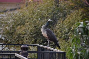 Peacocks getting used to the human environment in Corona Era
