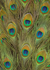 Fototapeta premium Bright colorful peacock feathers in a pattern