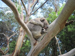 Sleeping koala bear sleeping in a tree in southern Australia