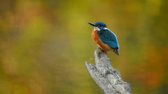 Kingfisher - Alcedo Atthis on branch