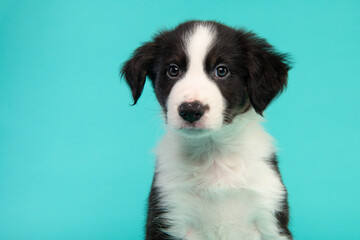 Portrait of a cute black and white border collie puppy looking at the camera on a blue background