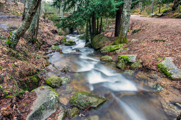 Arroyo en el Abedular de Canencia. Madrid. España. Europa
