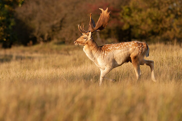Naklejka na ściany i meble Fallow deer stag seen from the side running through a forest field during autumn