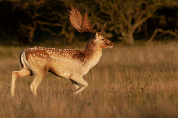 Fallow deer stag seen from the side running through a forest field during autumn