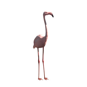 pink flamingo closeup, stand on white background