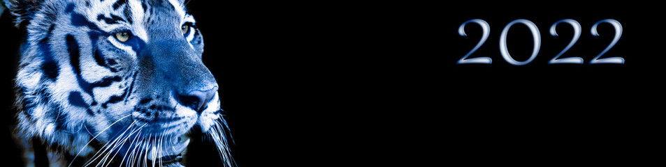 Wild Siberian tiger on nature