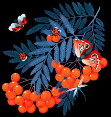Fototapeta na wymiar Drawn rowan branch. Art ornament isolated on a black background