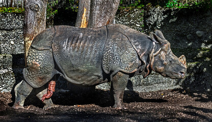 Fototapeta premium Great indian rhinoceros male in the enclosure. Latin name - Rhinoceros unicornis