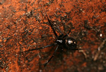 False black widow spider