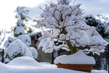 A bonsai tree covered with fresh snow on a garden table in Zoetermeer
