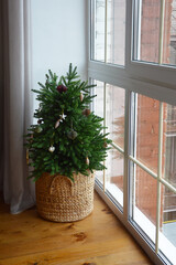 a festive green fir tree next to the window. background for decoration for a Happy New Year and a Merry Christmas.