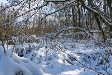 The sun shines on the fresh snow on the bushes in this primeval forest near Zoetermeer