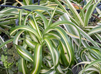 Obraz premium Chlorophytum Comosum Variegatum