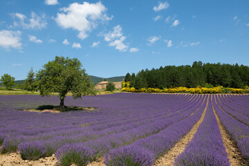 Fototapeta na wymiar Field with lavender flowers and a tree in the provence in France
