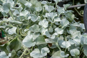 Dichondra argentea sold at the glasshouse