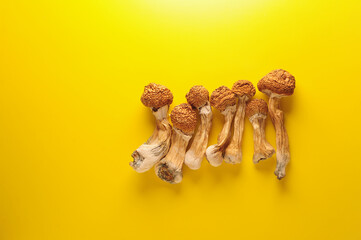 Dried psilocybin mushrooms on yellow background. Psychedelic magic mushroom Golden Teacher. Medical usage. Microdosing concept.