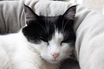 Portrait of the black white cat lying on the pet bed