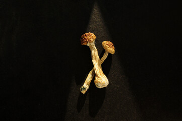 Microdosing concept. Dry psilocybin mushrooms on black background illuminated by sunlight. Psychedelic mushroom Golden Teacher closeup. Medical usage.