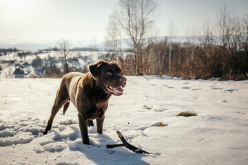 A dog that is covered in snow a Labrador