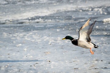 Mallard duck drake takes off from the snow-covered surface of a
