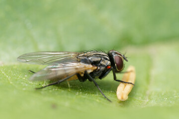 A Close up fly with Pollen Macro on a leaf 