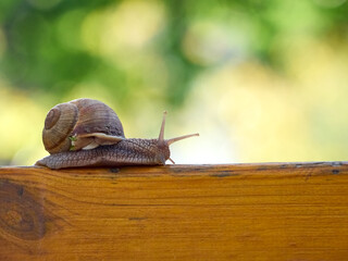 Slow grape snail crawl on the plank in the garden