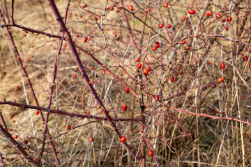 Spring nature background with rose hips branches