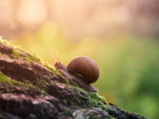 A slow grape snail crawls up the bark of a tree overgrown with moss. Beautiful bokeh in the...