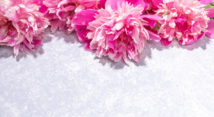 Wonderful delicate pink peonies lying on top of textured grey backdrop close up. Banner. Copy space.