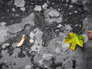 Autumn leaf on a gray background.